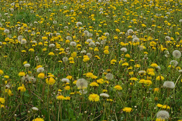 Field full of blooming dandelions in spring time