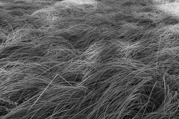 Wavy grass