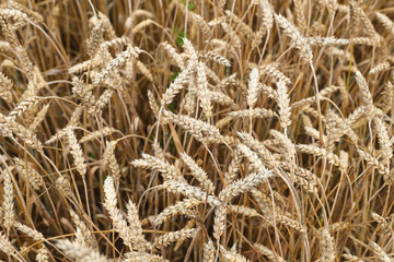 Beautiful wheat ears during harvest