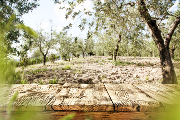 desk of free space and olive trees 