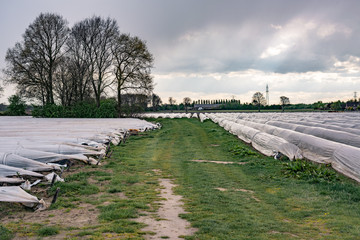 Plastic cover isolating strawberries farm plantation. 
