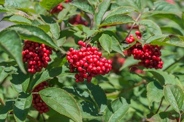 Rote und reife Vogelbeeren an einer Eberesche, Deutschland