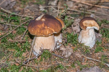 Steinpilze im Bayerischen Wald, Deutschland