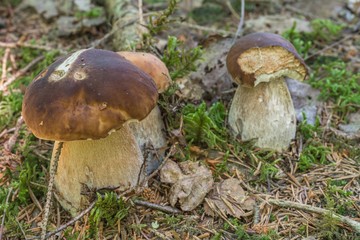 Steinpilze im Bayerischen Wald, Deutschland