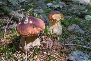 Steinpilze im Bayerischen Wald, Deutschland