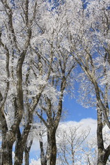 幻想的で美しい樹氷