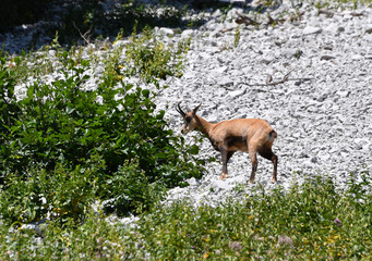 Gämse frisst am Strauch