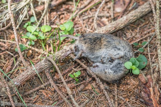 Eine tote Maus auf einem Waldboden mit krabbelnden Ameisen, Deutschland