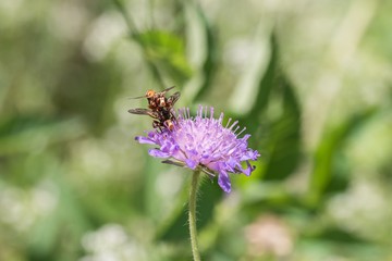 Sich paarende Fliegen auf einer Blume, Deutschland