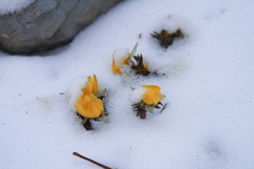 雪の下から顔を出す福寿草
