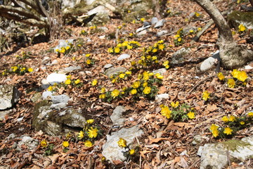 Obraz premium 雪の下から顔を出す福寿草