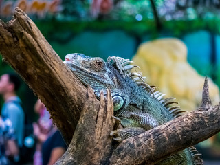 Green Iguana Closeup on branch beautiful animal.