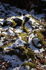 雪で覆われた苔
