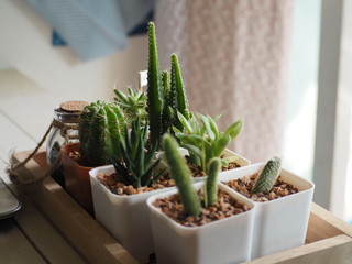 Pot cacti and other succulents in containers