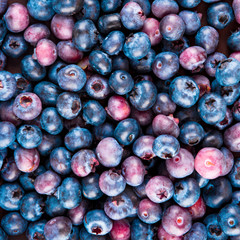 Fresh Blueberry Background. Texture blueberry berries close up