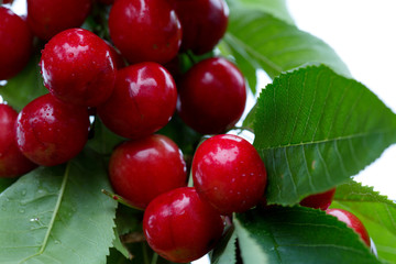 Makro aufnahme auf red cherries.
