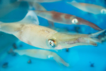 Naklejka premium Live squids with big silver eyes in tank for food preparation in Seongsan, Jeju Island, South Korea