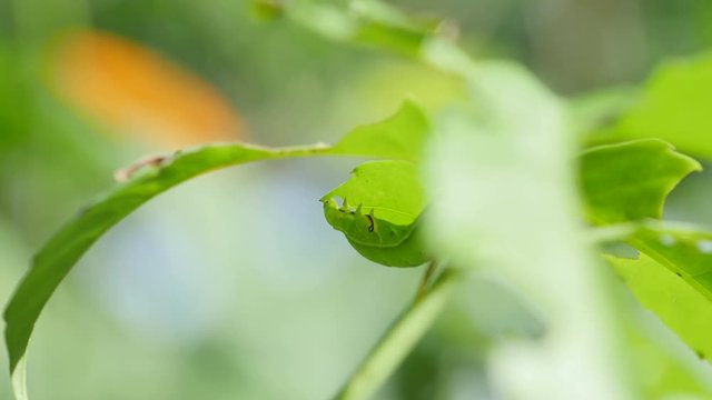 Caterpillar feeding on a tree. 