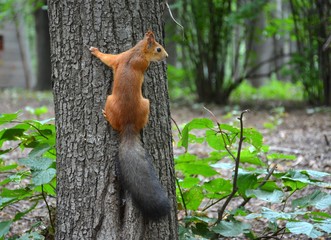 Squirrel in Gorky Park, Moscow