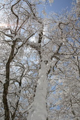 Fototapeta premium 冬の光景