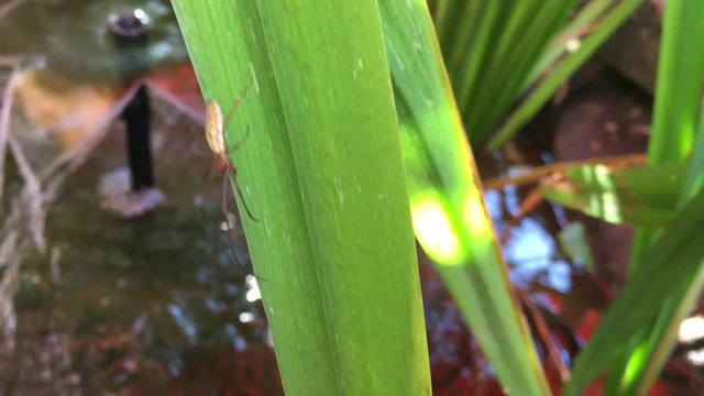 Streckerspinne auf Wasserlilienblatt