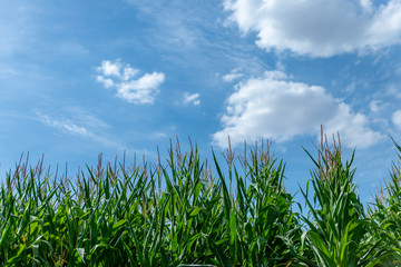 Champ de maïs en contre-plongée sur fond de ciel bleu