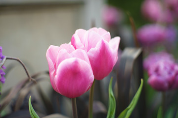 Tulips