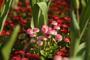 Little strange flowers