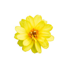Yellow Zinnia. Yellow flower on white background. Isolated