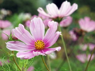 Cosmea bipinnata