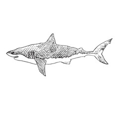 White shark, hand drawn doodle, sketch, vector outline illustration