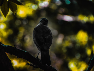 bird