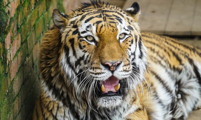 Amur Tiger