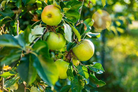 Branche d'un pommier dans un verger avec ses pommes bien juteuses sous le soleil en Alsace le soleil