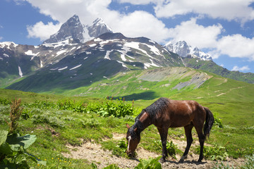 Fototapeta na wymiar horse grazes in mountains of Svaneti, Mestia. horse on hilly terrain in mountain against background of Mount Ushba. Animals and Georgian nature. Amazing nature landscape with horse on green grass.