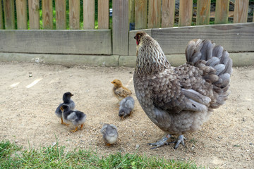 single chicken with her chicks