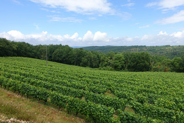 Fototapeta na wymiar French vineyard in summer
