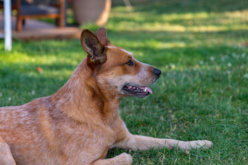 Profil de la tête d'un chien Bouvier australien (en anglais Australian cattle dog) à la robe truité de rouge tranquille sur le gazon