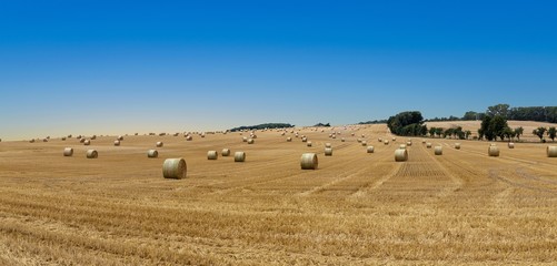 Fototapeta premium bale of straw after harvest at the field