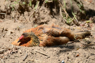 Sleeping chicken lying in the dirt