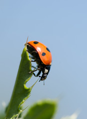 Coccinella septempunctata - Ladybug 