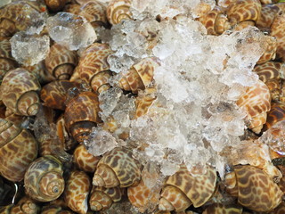 Fresh Spotted Babylon with some ice for sale at the market.
