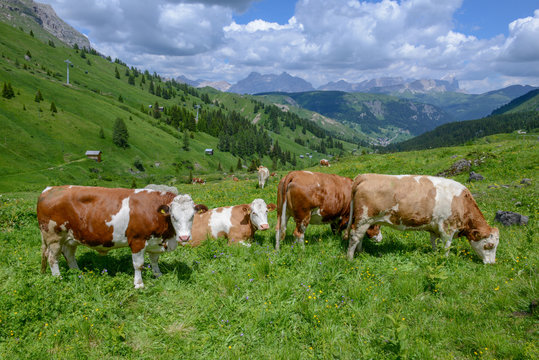 Herd of Cow in Dolomite Alps,Italy