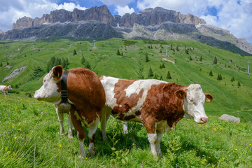 Fototapeta na wymiar Herd of Cow in Dolomite Alps,Italy