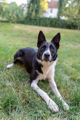 Plan rapproché d'un chien de berger ou de troupeau, le border Collie à la robe noire et blanche à l'affût avec les oreilles dressées