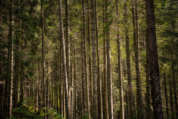 Wald 1