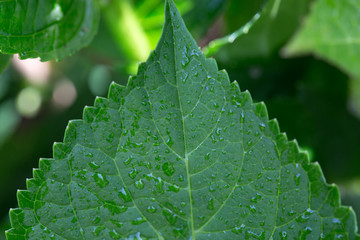 Green leaf macro background.