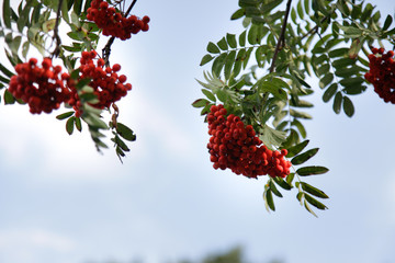 beautiful, red balls of rowan ripe against the sky.