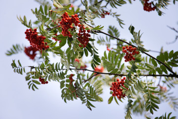 beautiful, red balls of rowan ripe against the sky.