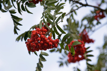 beautiful, red balls of rowan ripe against the sky.